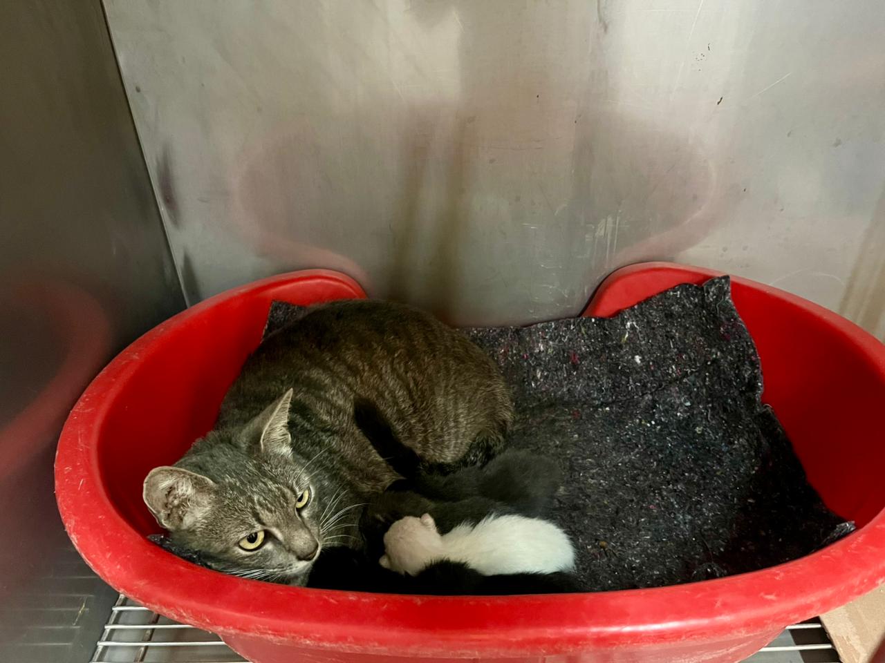 Secretaria de Proteção Animal resgata gata com filhotes em Limeira
