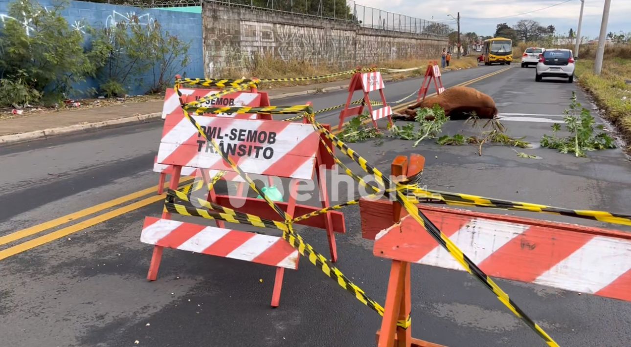 Cinco horas após acidente, cavalo atropelado permanece no local, no Jardim Aeroporto