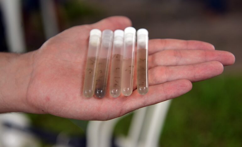 Região do Pq. Abílio Pedro recebe mutirão contra a dengue neste sábado (12)