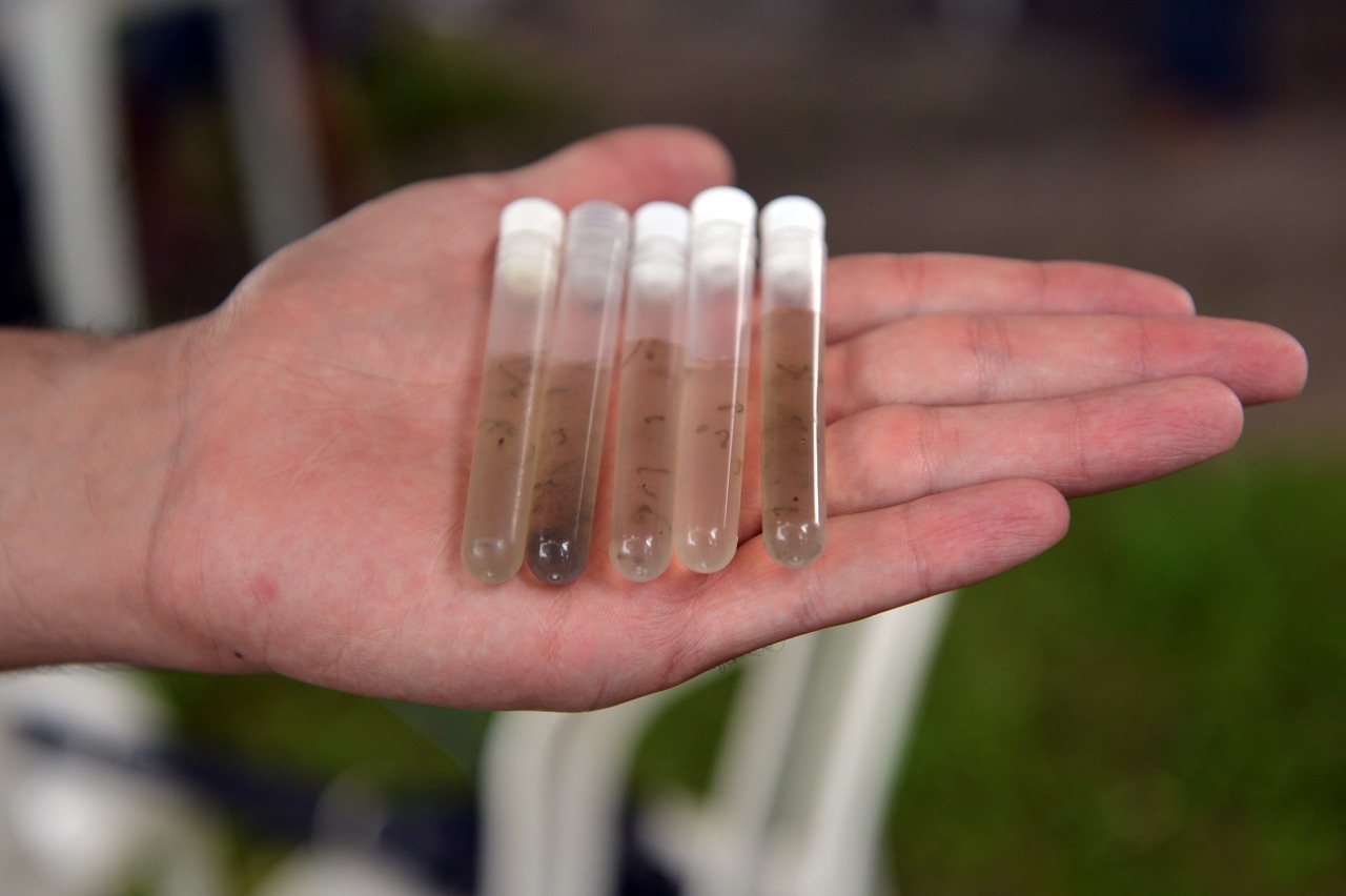 Região do Pq. Abílio Pedro recebe mutirão contra a dengue neste sábado (12)