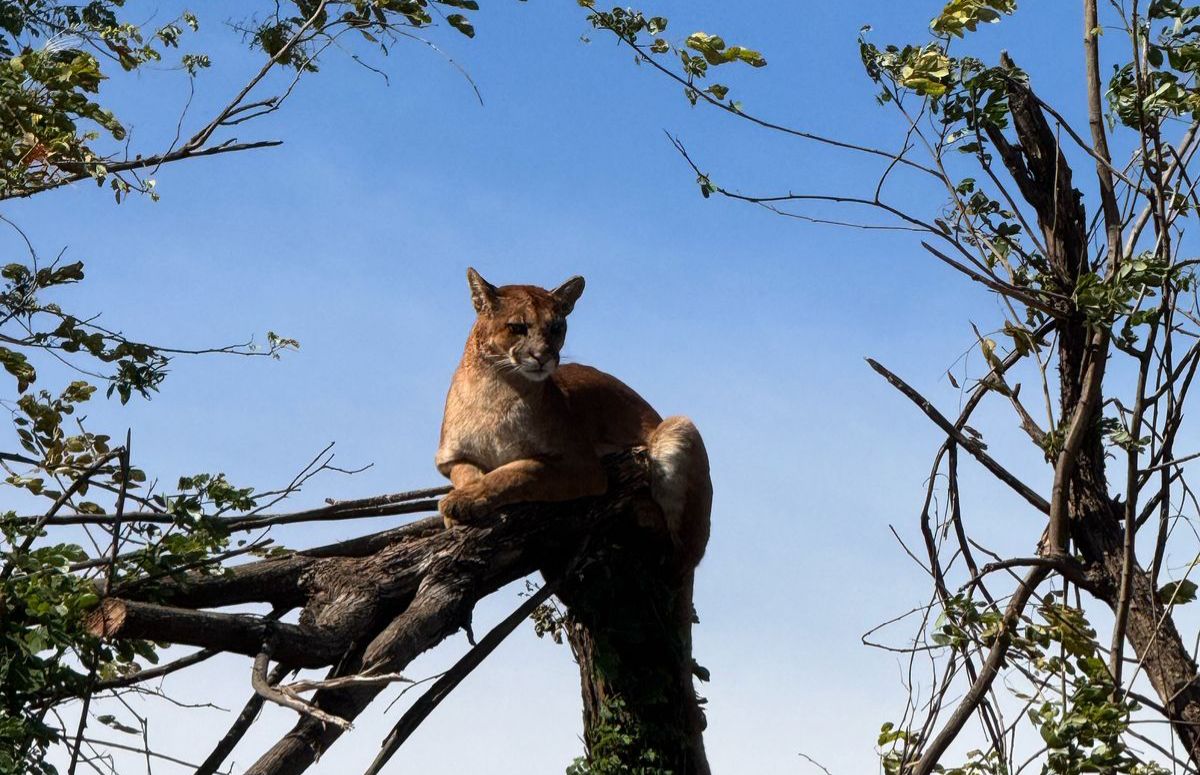 Onça-parda é avistada às margens da Rodovia Limeira-Mogi Mirim e retorna à mata com segurança